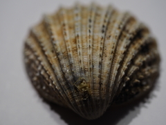 Acanthocardia echinata