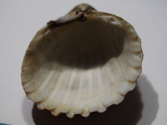 Acanthocardia echinata