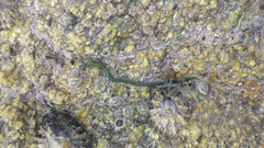 Eulalia clavigera