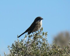 Artemisiospiza nevadensis