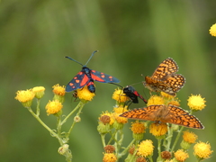 Melitaea celadussa