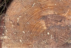 Pinus elliottii densa