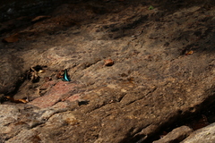 Graphium teredon