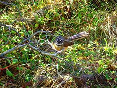 Rhipidura fuliginosa fuliginosa