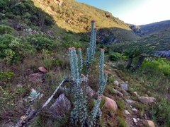 Syncarpha milleflora