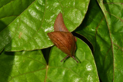 Parthena acutangula