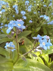 Myosotis sylvatica