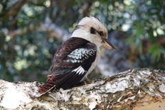 Dacelo novaeguineae novaeguineae