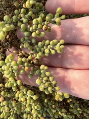 Zygophyllum qatarense