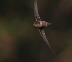 Aerodramus unicolor