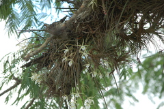 Brassavola