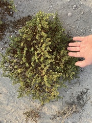 Zygophyllum qatarense