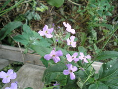 Hesperis matronalis