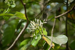 Coussarea platyphylla