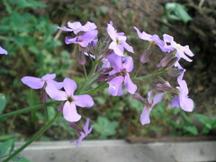 Hesperis matronalis