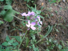Hesperis matronalis