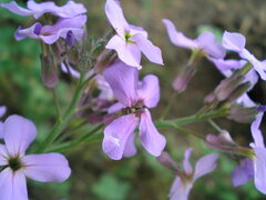 Hesperis matronalis