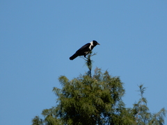 Corvus pectoralis