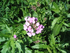Hesperis matronalis