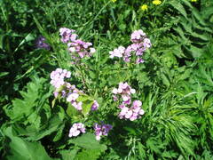 Hesperis matronalis