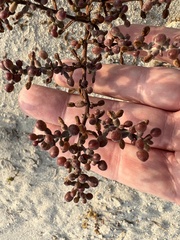 Zygophyllum qatarense