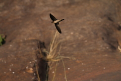 Aerodramus unicolor
