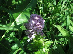 Hesperis matronalis