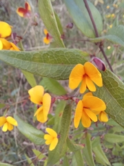 Platylobium parviflorum