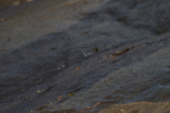 Aerodramus unicolor