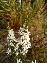 Olearia erubescens