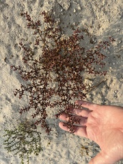 Zygophyllum qatarense