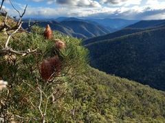 Banksia spinulosa