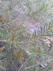 Banksia ericifolia