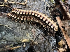 Nyssodesmus python
