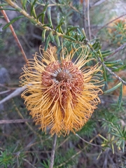 Banksia ericifolia