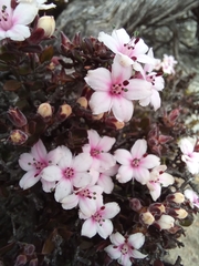Agathosma adenandriflora