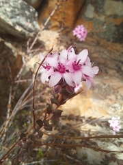 Agathosma adenandriflora