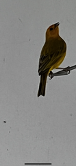 Sicalis