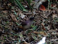Pterorhinus perspicillatus