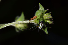 Leucauge regnyi