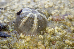 Aulactinia verrucosa