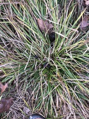 Carex pedunculata