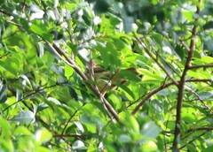 Rubigula erythropthalmos