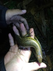 Eutropis multifasciata