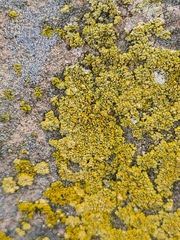Candelariella rosulans