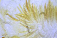 Echinosphaeria strigosa