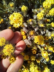 Leucadendron nitidum