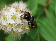 Ectemnius
