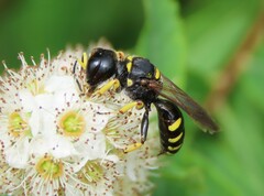 Ectemnius