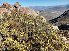 Leucadendron nitidum